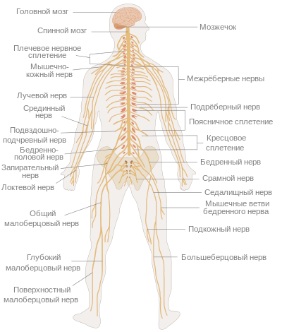 Анатомия и физиология кожи и организма в целом - student2.ru