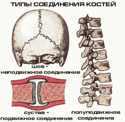 Анатомия и физиология кожи и организма в целом - student2.ru