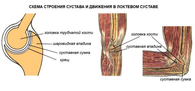 Анатомия и физиология кожи и организма в целом - student2.ru