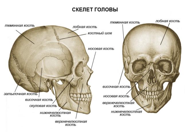 Анатомия и физиология кожи и организма в целом - student2.ru