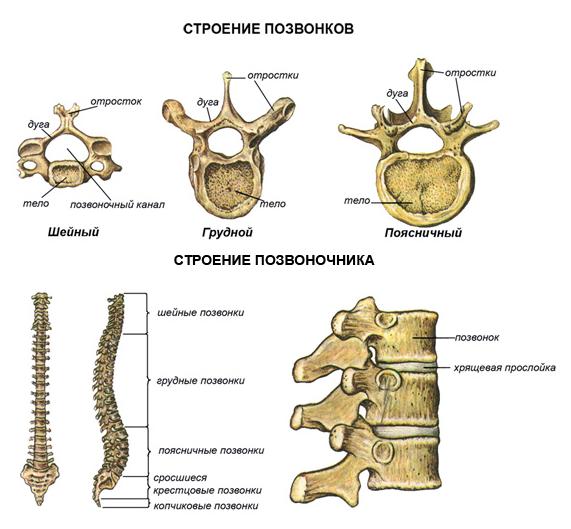 Анатомия и физиология кожи и организма в целом - student2.ru