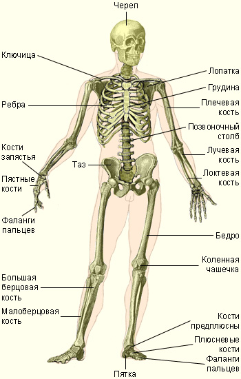 Анатомия и физиология кожи и организма в целом - student2.ru