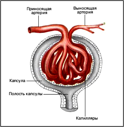 Анатомия и физиология мочевыделительной системы - student2.ru