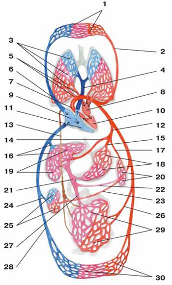 Анатомия и физиология сердца. Цель: знать схему кругов кровообращения, топографию и строение сердца, его клапанов, проводящей системы - student2.ru