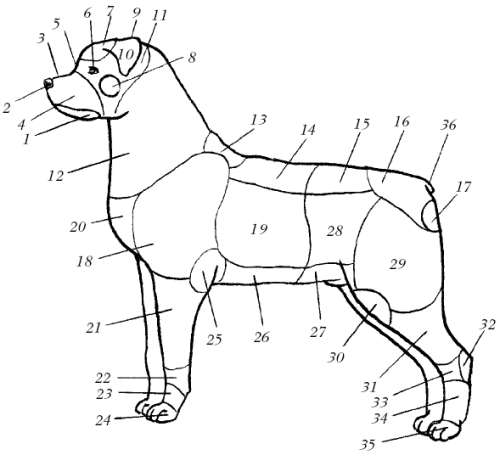анатомия и физиология собаки - student2.ru