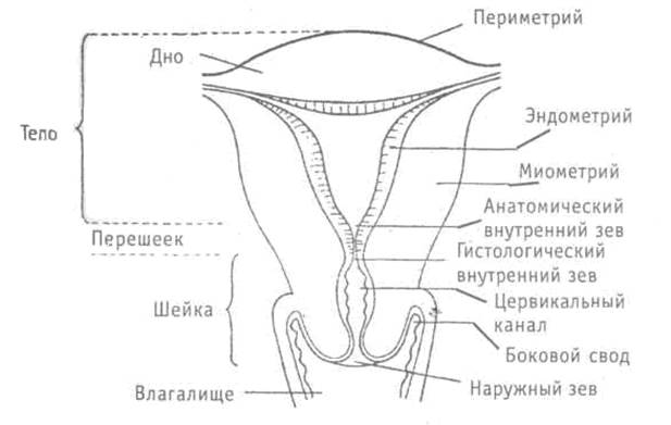 анатомия и физиология женских половых органов - student2.ru