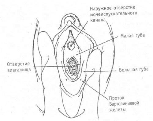 анатомия и физиология женских половых органов - student2.ru