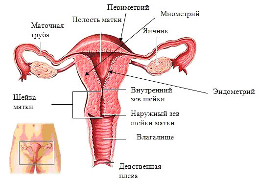 анатомия и физиология женской половой сферы - student2.ru