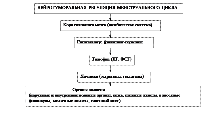 анатомия и физиология женской половой системы - student2.ru