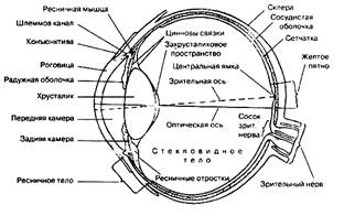 Анатомия и физиология зрительного анализатора - student2.ru