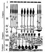 Анатомия и физиология зрительного анализатора - student2.ru