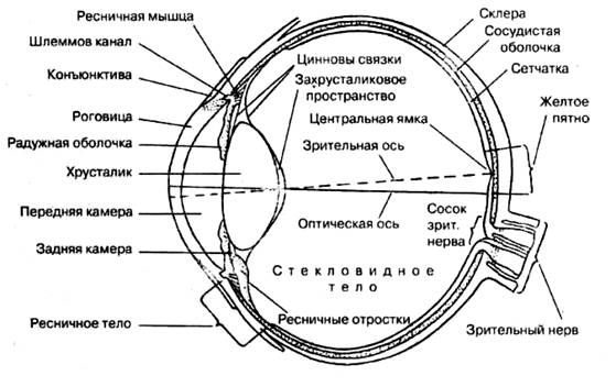 Анатомия и физиология зрительного анализатора - student2.ru