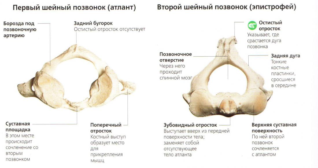 Кости скелета, их классификация. - student2.ru