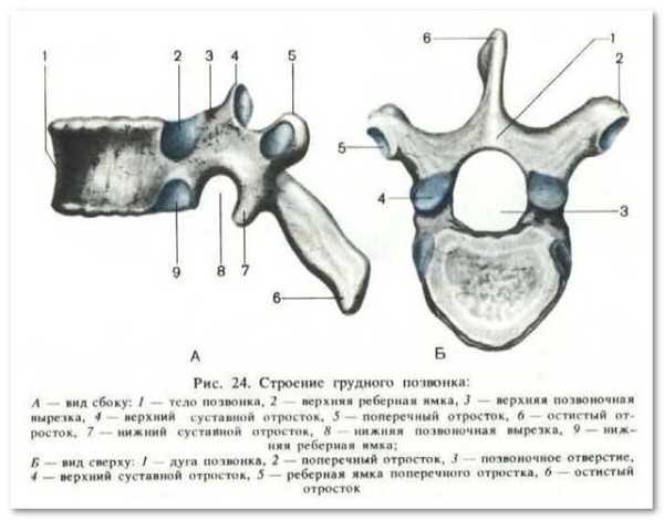 Кости скелета, их классификация. - student2.ru