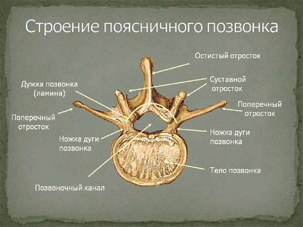 Кости скелета, их классификация. - student2.ru