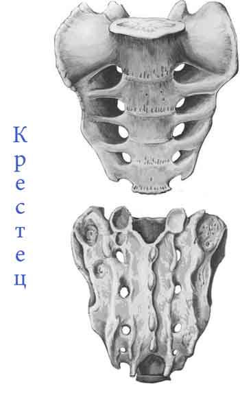 Кости скелета, их классификация. - student2.ru