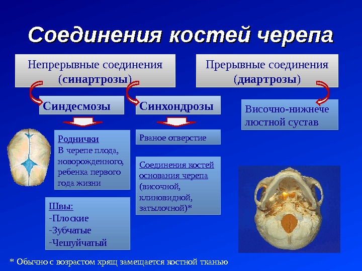 Основание черепа. Черепные ямки, отверстия. - student2.ru