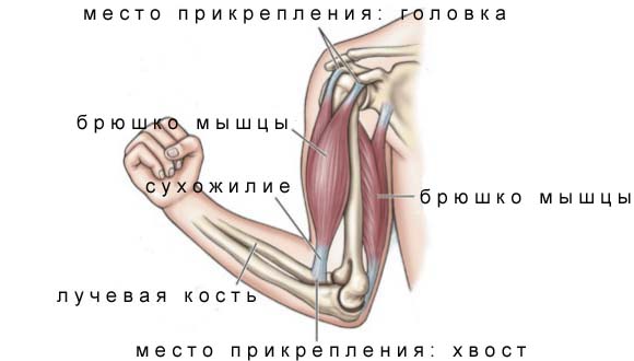 Анатомия. История развития и современность. - student2.ru