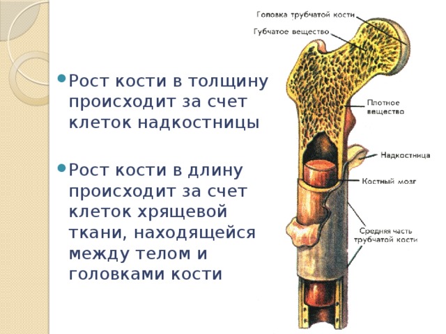 Кости скелета, их классификация. - student2.ru