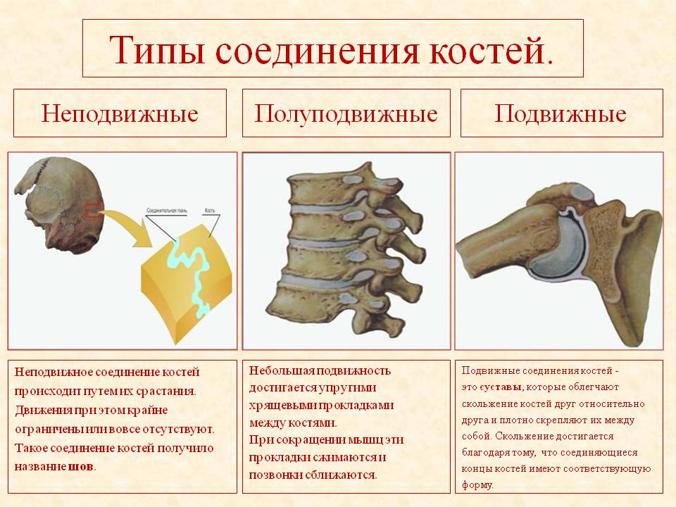 Кости скелета, их классификация. - student2.ru