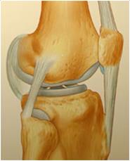 анатомия коленного сустава - student2.ru