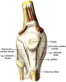 анатомия коленного сустава - student2.ru