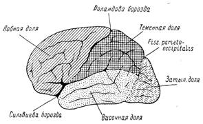 анатомия коры головного мозга (доли, борозды, извилины) 97т - student2.ru