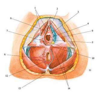 Связочный аппарат внутренних женских половых органов. Закрепляющий аппарат матки. Строение тазового дня. - student2.ru
