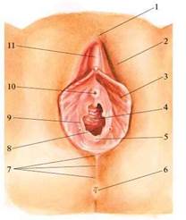 Анатомия наружных и внутренних половых органов женщины. - student2.ru
