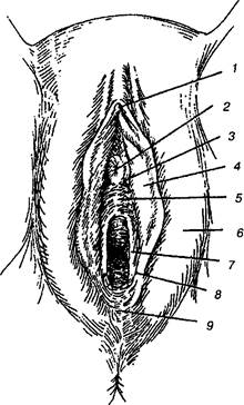 анатомия наружных половых органов - student2.ru
