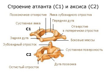 Анатомия опорно-двигательного аппарата - student2.ru