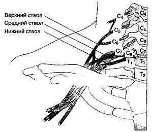 Анатомия плечевого сплетения - student2.ru