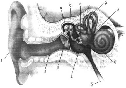 анатомия слухового анализатора - student2.ru