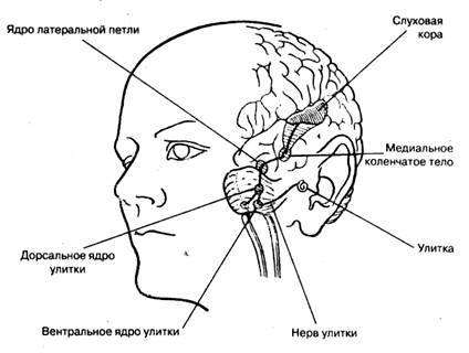 анатомия слухового анализатора - student2.ru