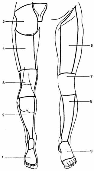 анатомия верхних и нижних конечностей человека - student2.ru