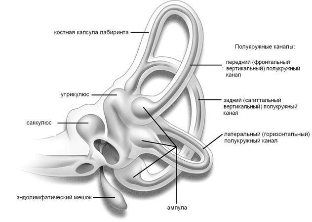 Анатомия вестибулярного анализатора - student2.ru