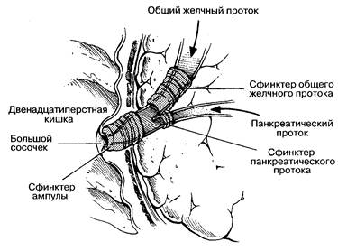 Анатомия экзокринной части поджелудочной железы - student2.ru