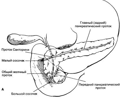 Анатомия экзокринной части поджелудочной железы - student2.ru