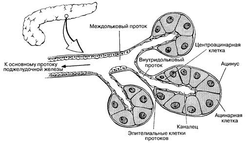 Анатомия экзокринной части поджелудочной железы - student2.ru