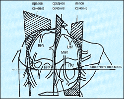 Анатомия желчевыводящих протоков. Общий желчный проток. - student2.ru