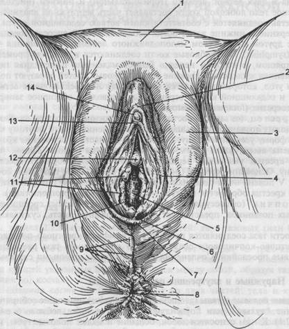 анатомия женских половых органов - student2.ru