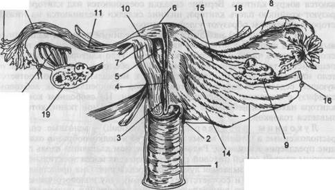 анатомия женских половых органов - student2.ru
