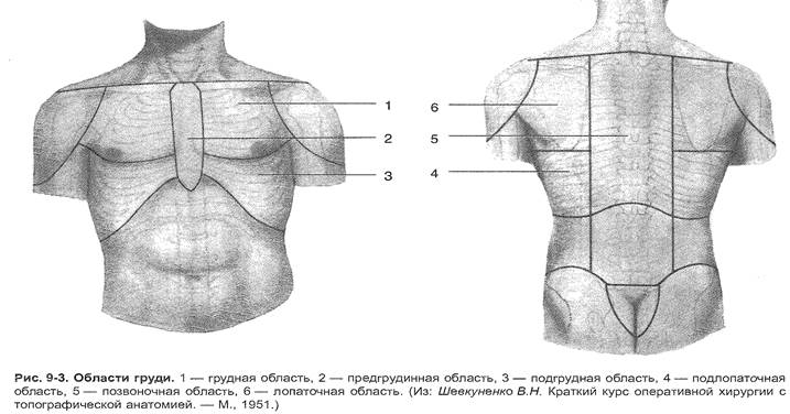 Анатомо-физиологические основы дыхательной системы. - student2.ru