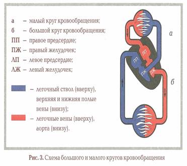 Анатомо-физиологические основы сердечно-сосудистой системы человека. - student2.ru