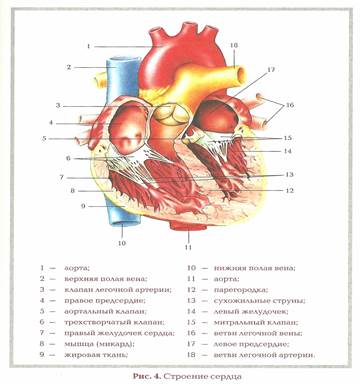 Анатомо-физиологические основы сердечно-сосудистой системы человека. - student2.ru