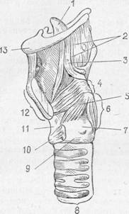 анатомо-физиологические особенности голосового аппарата - student2.ru