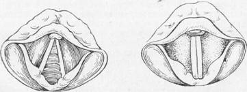 анатомо-физиологические особенности голосового аппарата - student2.ru