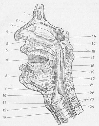 анатомо-физиологические особенности голосового аппарата - student2.ru