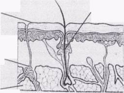 Анатомо-физиологические особенности кожи. - student2.ru
