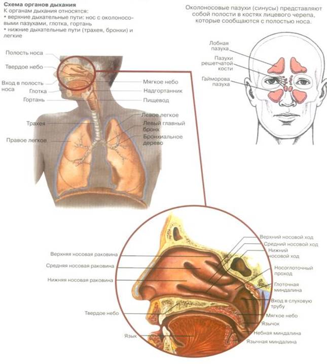 Анатомо-физиологические особенности органов дыхания - student2.ru